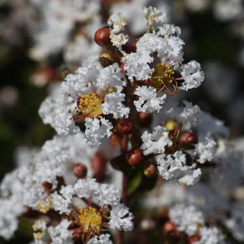 Lagerstroemia indica a fiore bianco