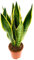 Lingua di suocera - pianta da interno facile da curare, Sansevieria trifasciata Laurentii - altezza ca. 40 cm, diametro del vaso 13 cm, Pianta Vera (In Vaso di Plastica)