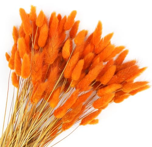 Songjum 120 Stück Getrocknete Blumen Hasenschwänze Pampasgras Natürlicher Kaninchenschwanz Getrockneter Blumenstrauß Pampasgras Dekor für Wohnkultur Boho Zuhause Dekoration Blumenarrangements（Orange）