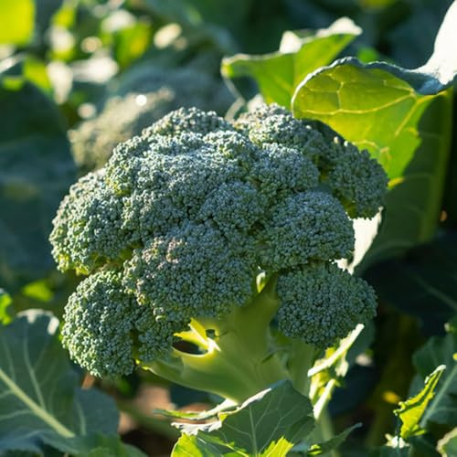 BrokkoliSamen, bio gemüsesamen alte sorten hochbeet wintergemüse gartenkräuter 400pcs