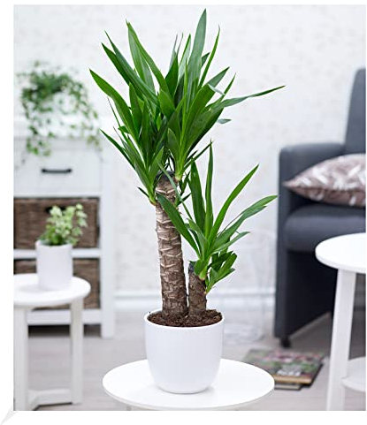 BALDUR Garten Yucca Palme ca. 65-75 cm hoch, 1 Pflanze, Zimmerpalme Palmlilie Zimmerpflanze, Grünpflanze, mehrjährig - frostfrei halten, pflegeleicht, Wasserbedarf gering, Yucca elephantipes