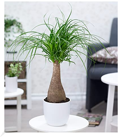 BALDUR Garten 1x Elefantenfuß 50-60 cm hoch, Pflanze im 17 cm-Topf | Nolina recurvata, Beaucarnea Flaschenbaum, Wasserpalme, Grünpflanze, Zimmerpflanze, mehrjährig - frostfrei halten, Blickfang