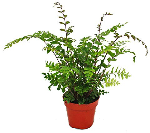 Exotenherz - Farn - 3er Set - bestehend aus 3 besonderen Farn-Arten 12cm Topf