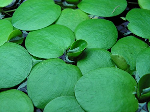 Dennerle Amazon Frogbit *Limnobium laevigatum* Live Floating Plant