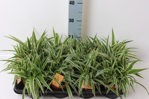 Chlorophytum Comosum Variegatum 25 cm – Purificador de aire de lirio verde (bucle nupcial) para plantas de interior | Fácil cuidado, decorativo y mejora la calidad del aire | Planta de interior ideal