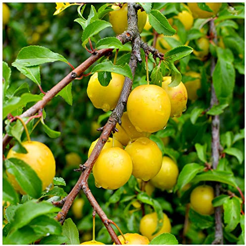 Golden Gage 'Oullins' Plum Tree 4-5ft.Self-Fertile with Sweet Honey Flavour in a 6L Pot 3fatpigs®