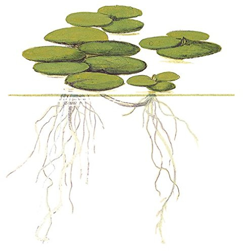 Mühlan Wasserpflanzen 10 x Froschbiss (Limnobium laevigatum), Südamerika