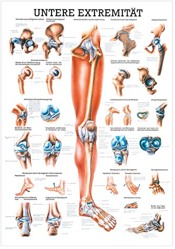 Sport-Tec Untere Extremität Lehrtafel Anatomie 100x70 cm medizinische Lehrmittel