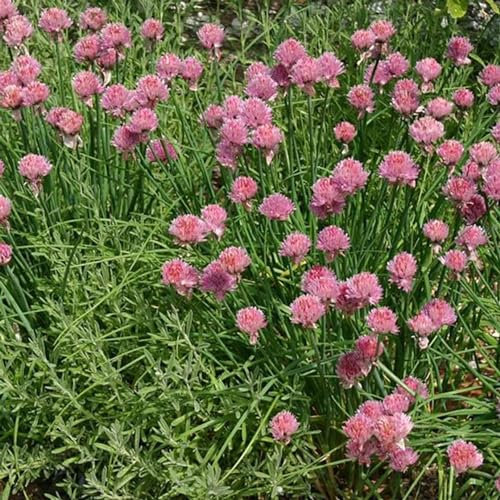 Perfect Plants - Chives Plant in a 13cm Pot Garden Ready Herb Plant