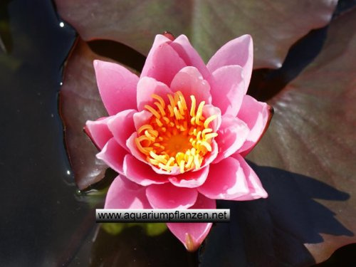 Rosennymphe Seerose, Rosa, 1 Stück für den Teich, Teichpflanzen, Wasserpflanzen