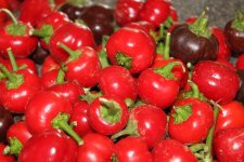 Heirloom Heritage Sweet Mini Bell Pepper Seeds. Miniature Bright red 2 Baby Bell Pepper. Certified Organic Grower