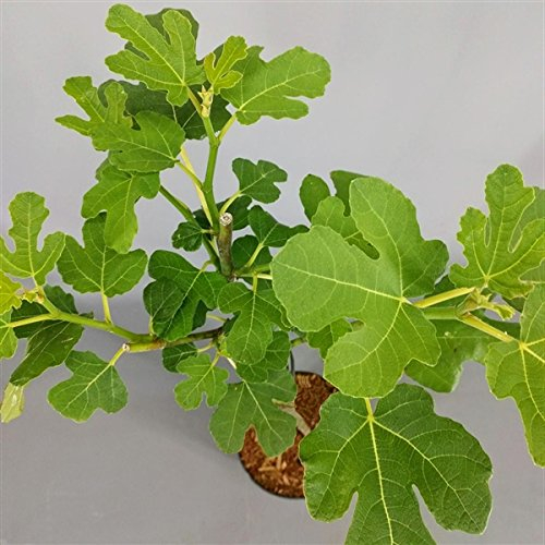 winterharte eßbare Feige, Ficus carica Brown Turkey 40 - 60 cm hoch im Pflanzcontainer
