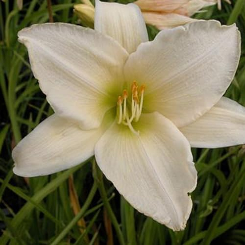 6 x Lis d'un jour, Hémérocalle 'Serena Madonna' - Hemerocallis - Godet 9x9cm - Fleurs blanches, floraison estivale, bordures