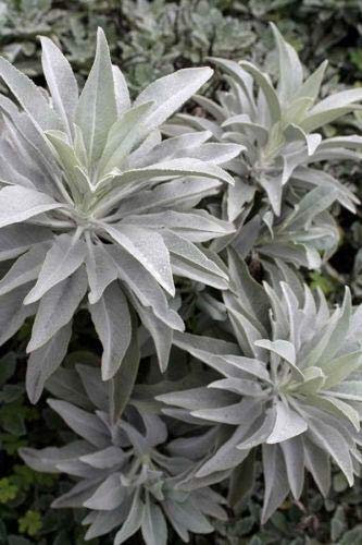 Genipap 20 weiße Salbei-Samen