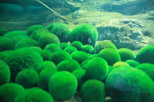 Mooskugeln SAHAWA Wasserpflanzen 10x3-5cm +1x1-2cm Moosball