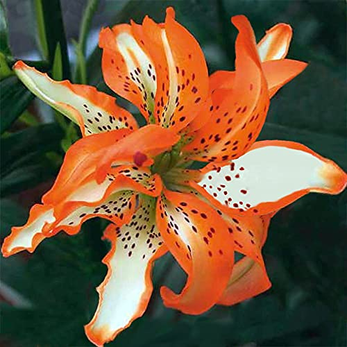 5x Zwiebeln Baumlilien  Must see  Lilien Riesenlilie Orange-Weiß bis 100cm