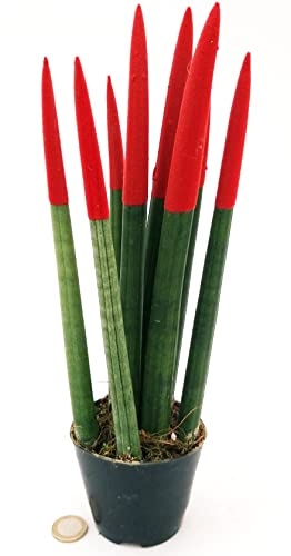 POWERS TO FLOWERS - SANSEVERIA CILINDRICA COLOR LIFE ROSSA, ALTEZZA 25/30CM, pianta vera