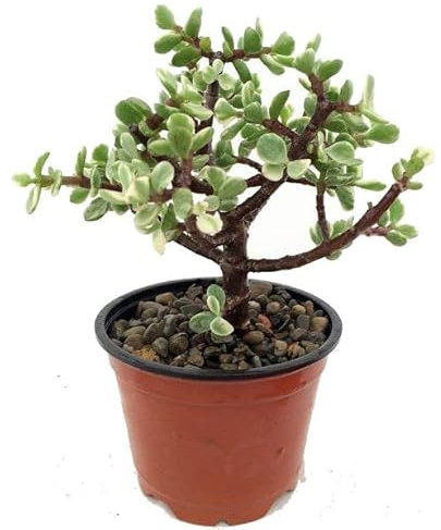 DECOALIVE Portulacaria Variegata Planta de Interior muy Resistente y Fácil de Cuidar