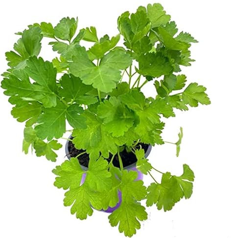 Planta de Exterior Natural de Perejil Hierba con Hojas Aromáticas