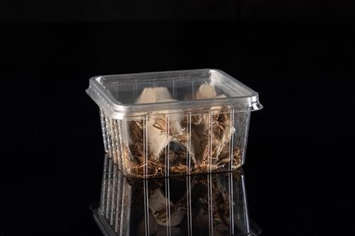 Heimchen (Acheta domesticus) Adult Futterinsekten Futtertiere