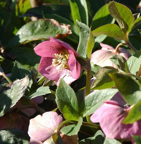 Christrose Lenzrose Montsegur - Helleborus orientalis - lebende Gartenpflanze aus den Baumschulen