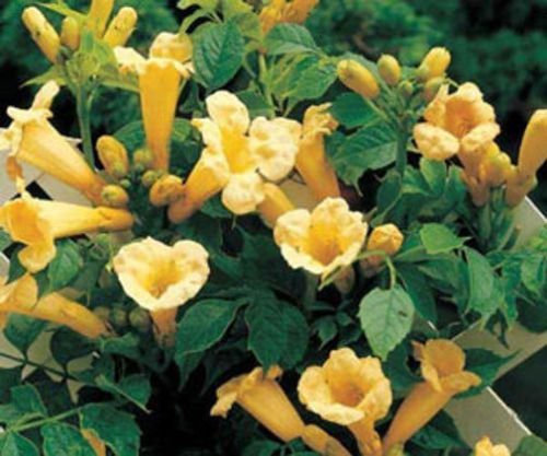 Campsis Radicans Flava | Gelbe Trompete-Rebe | 20_seeds