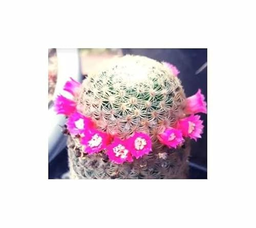 Stk - 10x Mammillaria huitzilopochtli Kaktus Zierpflanze Pflanzen - Samen ID1778 - Seeds & Plants Shop by Ipsa