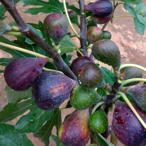 semi di fico, semi di per il giardino resistenti per il giardino per luoghi soleggiati da frutto nani resistenti da giardino roccioso 250pcs