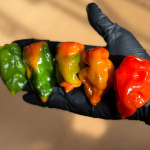 Carolina Reaper, Chili, garten wintergemüse kaufen chilli, pflanzensamen nachhaltige geschenke gemüsesamen 150Samen