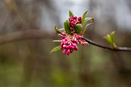 Duftschneeball Viburnum bodnantense Dawn 100-150 cm winterhart