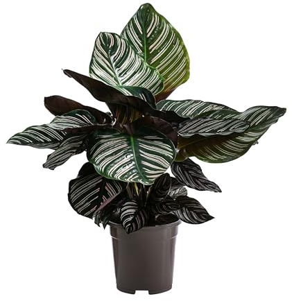 Dehner Korbmarante, farbiges Laub, ca. 85 cm, Ø Topf 17 cm | Calathea ornata, tropische Zimmerpflanze, luftreinigend, für helle bis halbschattige und luftfeuchte Standorte