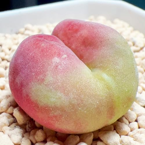 Succulent seeds, succulent real plants, succulent hanging plants, hardy perennial, garden plants, mini plants, ivy decoration, seed cultivation hanging plant, real indoor, decorative garden, 250