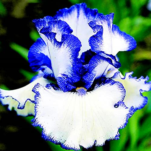 Naturales Bulbos, Iris Reticulata, Iris Bulbos, Cultivos De Colores Brillantes, Germanica Bulbos, PlantacióN Principiante Resistente Al FríO, 8bulbos-C