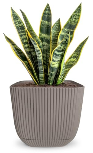 alqua 19CM Square Self Watering Plant Pot – Brown Plastic Flower Pot with Drainage – Large Modern Matte Planter for Indoor & Outdoor Use – Decorative Square Garden Pot – Stylish Plant Container