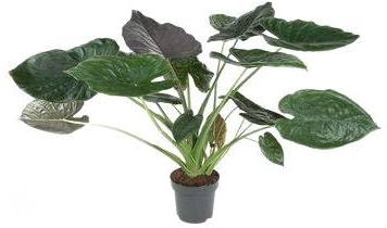 Fresh Plants Zimmerpflanzen -Alocasia wentii XXL - Tropische Eleganz in Großformat - Höhe 110 cm - Topf Ø 32 cm