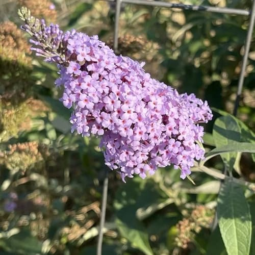 schmetterlingsflieder sommerflieder wildblumensamen mehrjährig winterhart schmetterlingsbaum sommerblumen blumenbeet balkon schmetterlingsflieder Schmetterlingsstrauch mehrjährige 250samen