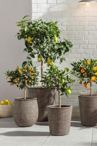Limequat, Árbol Cítrico en Maceta, Aurantifolia x Fortunella Margarita, Nacido en Sicilia con frutos