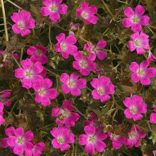 Geranium Orkney Cherry | Semi Evergreen Perennial | Outdoor Flowering Pot Plant (9cm Pot, 10-20cm)