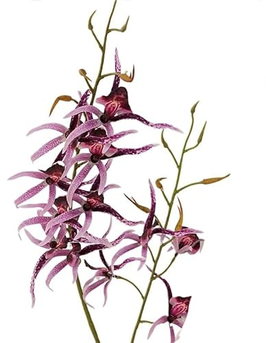 HXSCOO Künstliche Blumen Innen Wohnzimmer Dekoration Orchidee Spinne Orchidee Modell Zimmer Hotel Hochzeit Gefälschte Blumen(Lila)