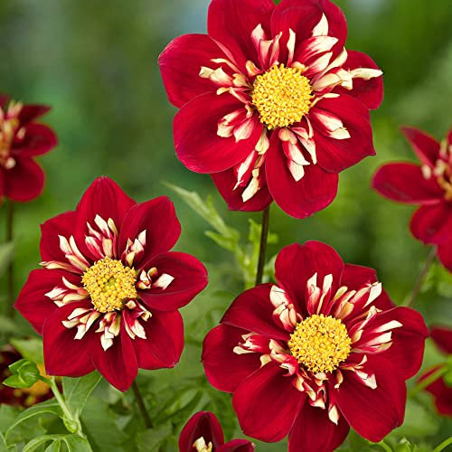 schone Dahlia Collarette – Summer Flowering Bulb – Perennials – for Your Beautiful Garden (1 x Dahlia Collarette Impression Festivo), Orange,Red,White,Yellow