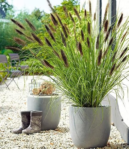BALDUR Garten 1x Schwarzes Lampenputzergras, Pflanze im 14 cm XL-Topf