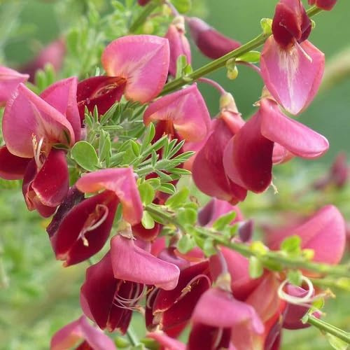 2 X Edelginster Boskoop Ruby/Cytisus | Kleinstrauch und Winterhart - Rot - 2 Mehrjährige blühende Pflanzen | 2 x 1,5 Liter Topf