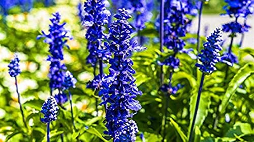 Stk - 20x Riesen Delphinium cultorums Blau Rittersporn Pflanzen - Samen A289 - Seeds & Plants Shop by Ipsa