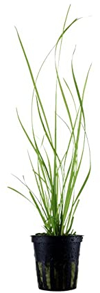 AquaOne Aquarium Pflanze Cyperus helferi I Wasserpflanze Aquariumpflanze Rosette voll durchwurzelt mittel pflegeleicht Aquascaping Dekoration