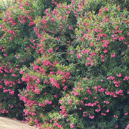 semi di oleandro - giardino esotiche resistenti rare biologici aiuole rialzate 45pcs