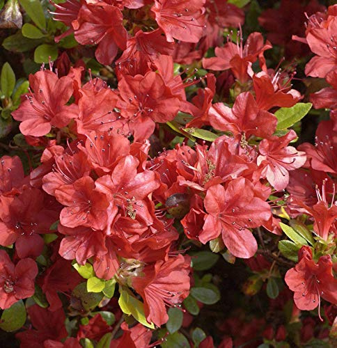 Japanische Azalee Rotstein 15-20cm - Rhododendron obtusum - Zwerg Alpenrose - lebende Gartenpflanze aus den Baumschulen