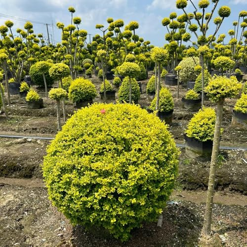 Semi di siepe di ligustro, siepi Ligustro lucidum - arbusti fioriti resistenti per luoghi soleggiati rare vecchie varietà autunnali comprare 300pcs