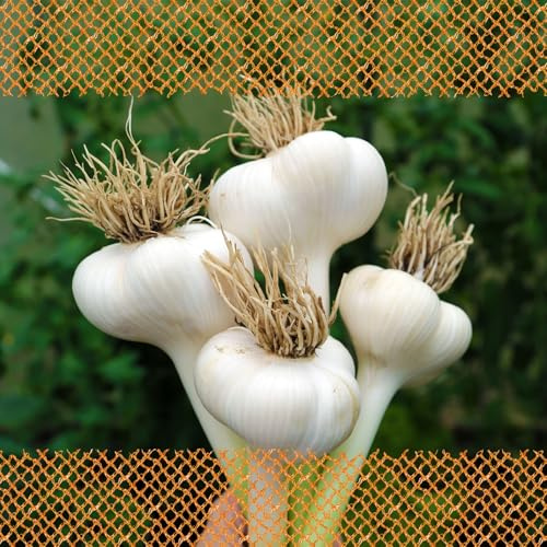 FLORTUS 2000-2477 Winterpflanzknoblauch Elefantenknoblauch (Pflanzknoblauch)
