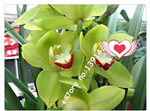 21 Farben 100 Stück Cymbidium Samen, Rare Jahreszeiten Bonsai Orchidee Samen, Topfpflanzen, blaue Blumen für Haus & Garten