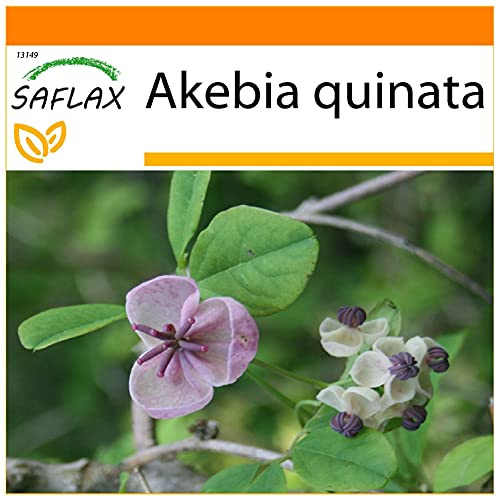 SAFLAX - Garden in the Bag - Chokladvin - 10 Frön - Med underlag i en passande resväska - Akebia quinata